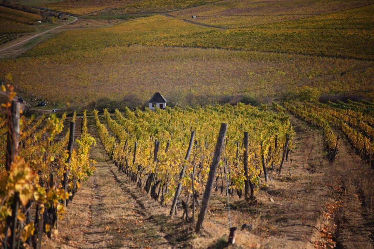 Antaloczy Winery&Apartments Tokaj Kültér fotó
