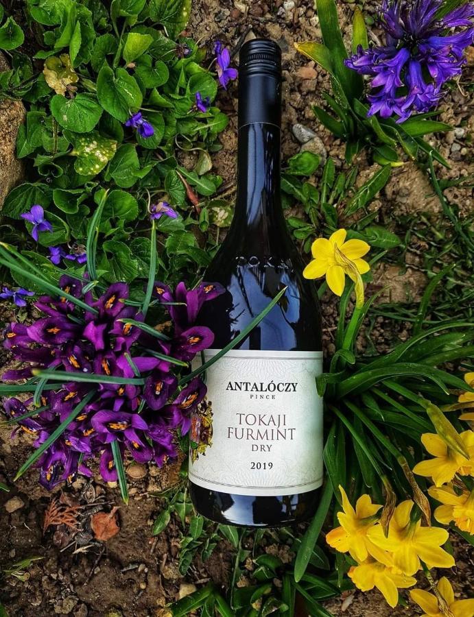 Antaloczy Winery&Apartments Tokaj Kültér fotó